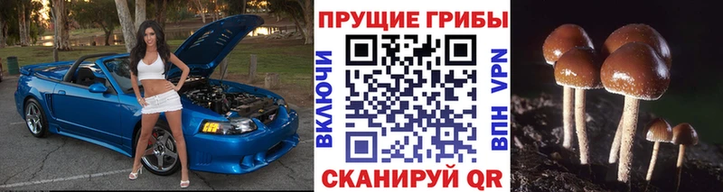 ссылка на мегу как зайти  как найти   Мглин  Псилоцибиновые грибы прущие грибы 